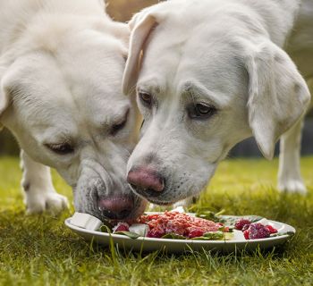 Barf Fleisch als Hauptzutat für Barf Hundefutter