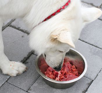 Rohes Fleisch für Hunde